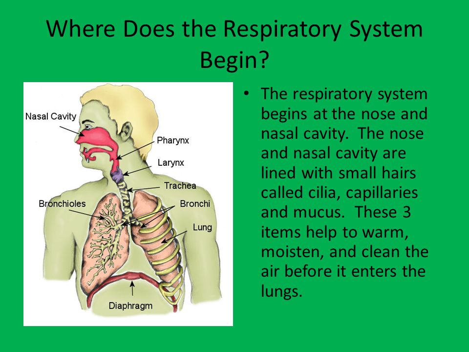 Where Does the Respiratory System Begin.