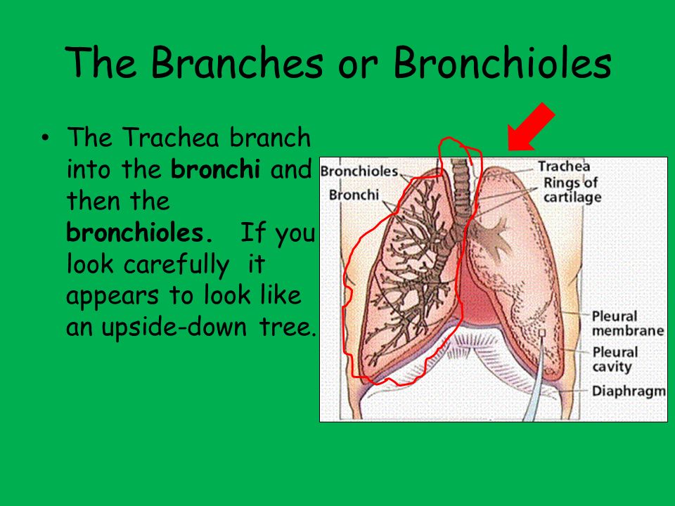 The Branches or Bronchioles The Trachea branch into the bronchi and then the bronchioles.