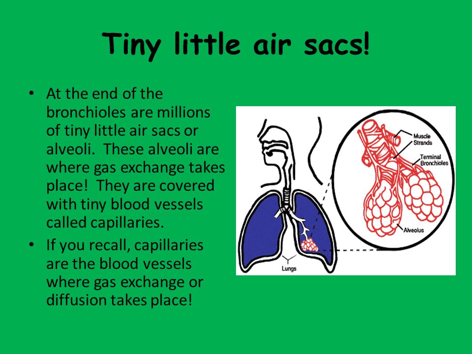 Tiny little air sacs.