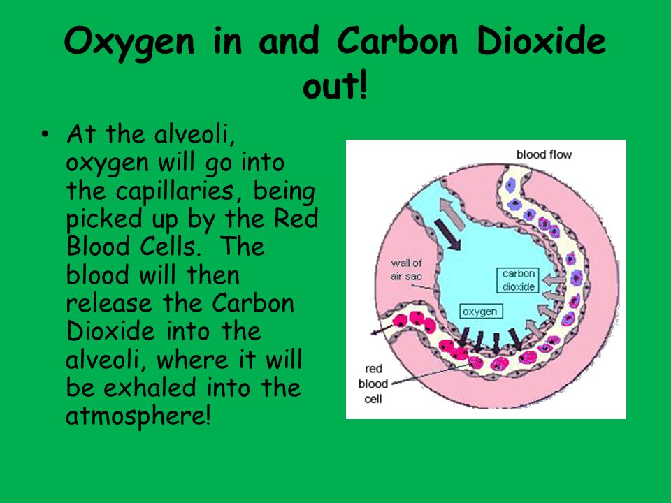 Oxygen in and Carbon Dioxide out.