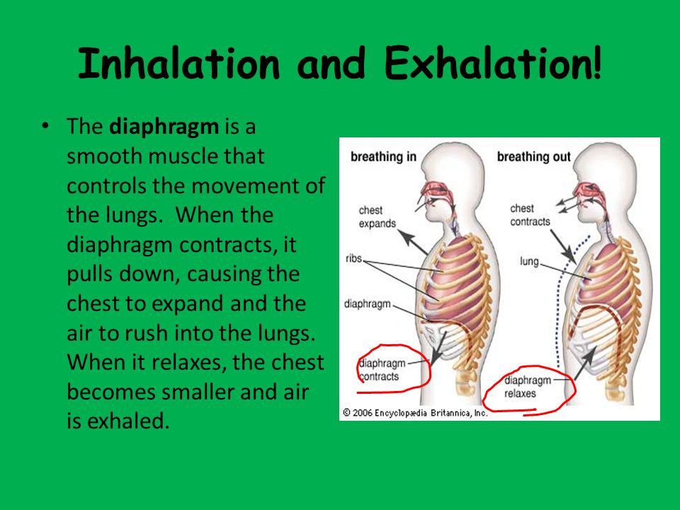 Inhalation and Exhalation.