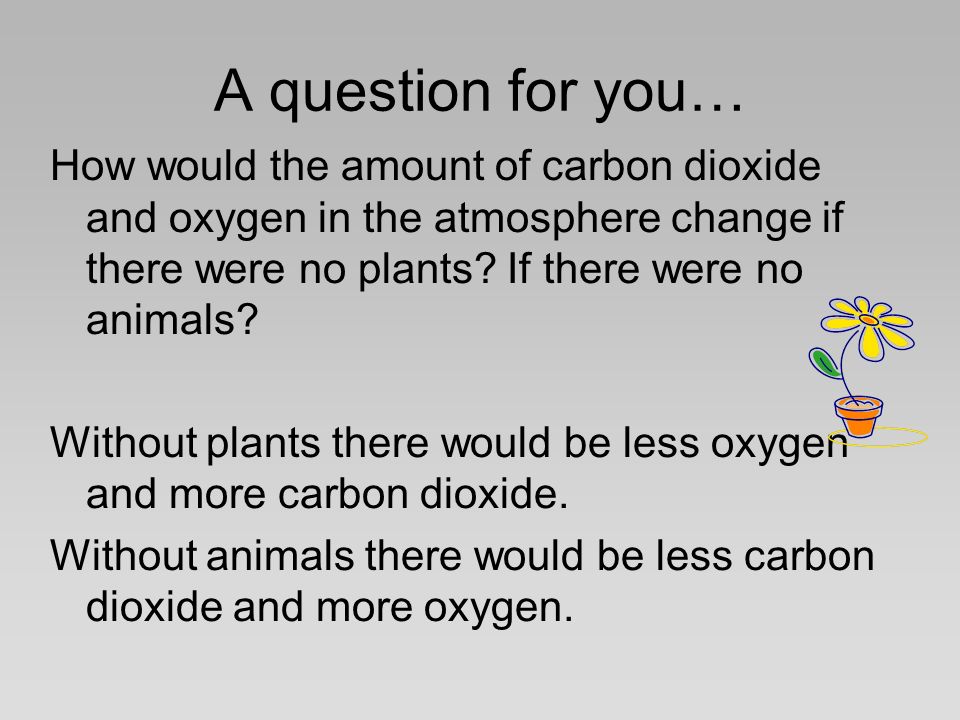 A question for you… How would the amount of carbon dioxide and oxygen in the atmosphere change if there were no plants.