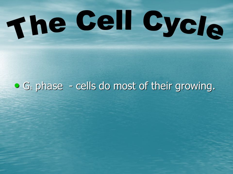 G 1 phase - cells do most of their growing. G 1 phase - cells do most of their growing.