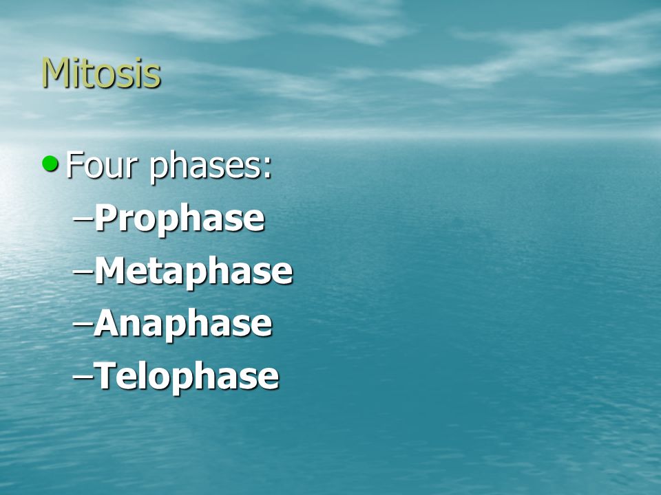 Mitosis Four phases: Four phases: –Prophase –Metaphase –Anaphase –Telophase