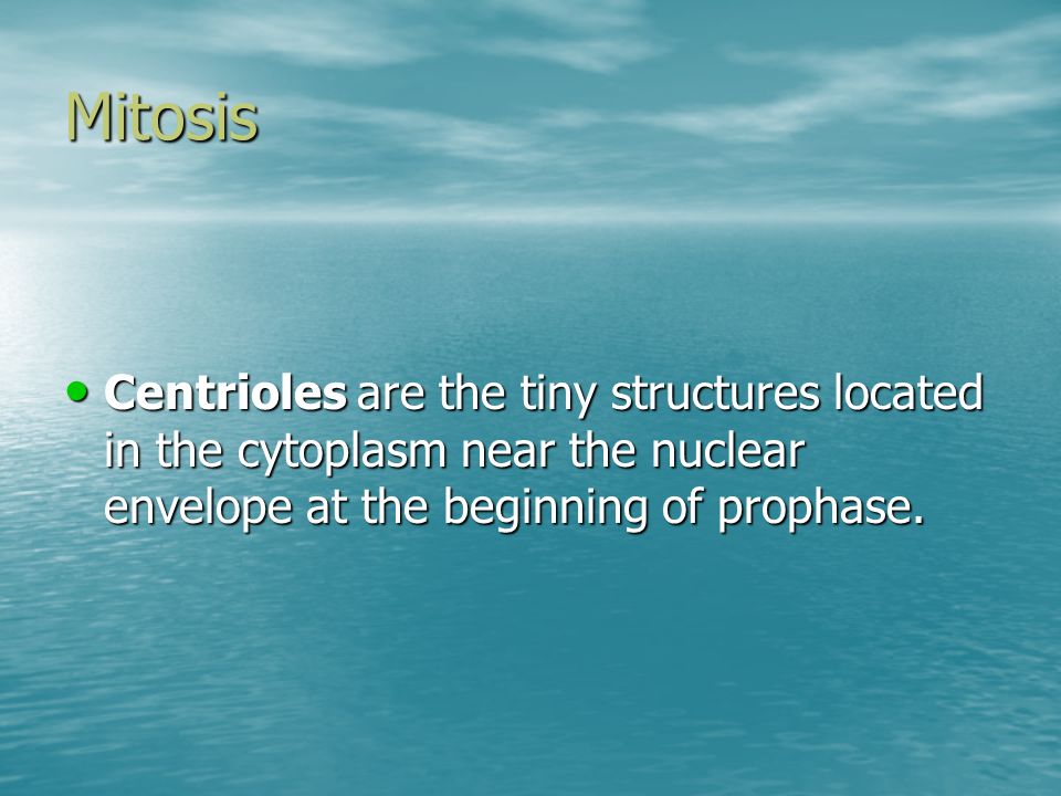 Mitosis Centrioles are the tiny structures located in the cytoplasm near the nuclear envelope at the beginning of prophase.