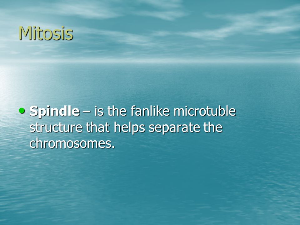 Mitosis Spindle – is the fanlike microtuble structure that helps separate the chromosomes.