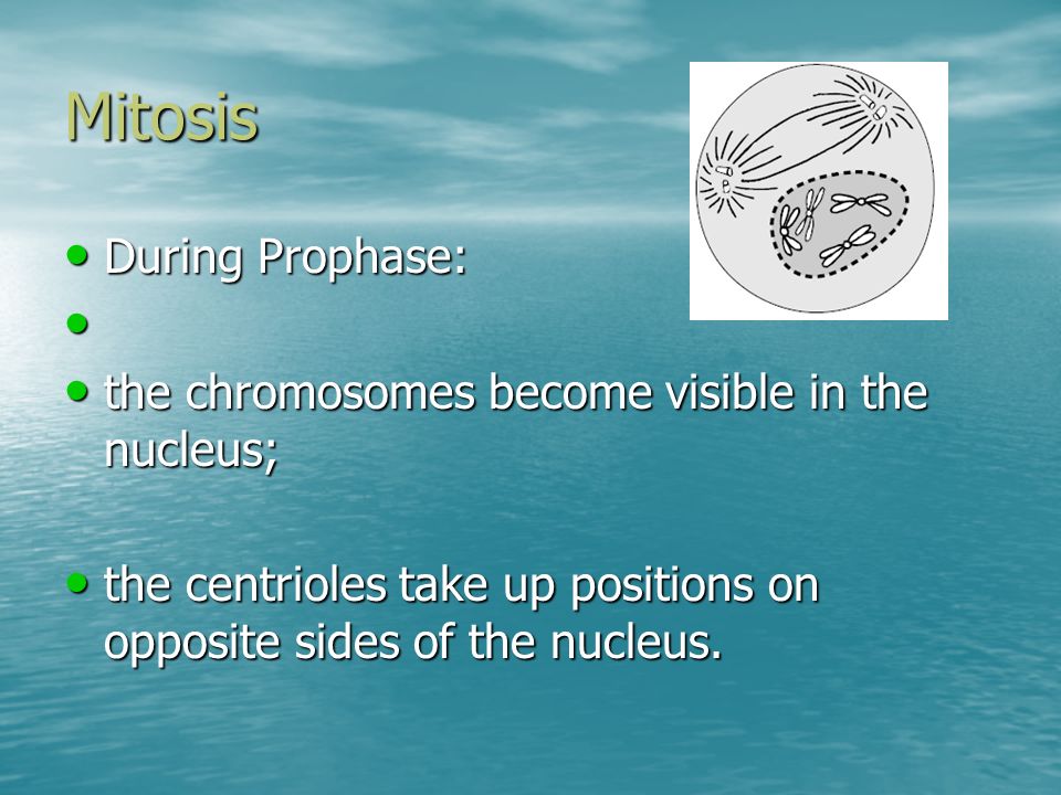 Mitosis During Prophase: During Prophase: the chromosomes become visible in the nucleus; the chromosomes become visible in the nucleus; the centrioles take up positions on opposite sides of the nucleus.