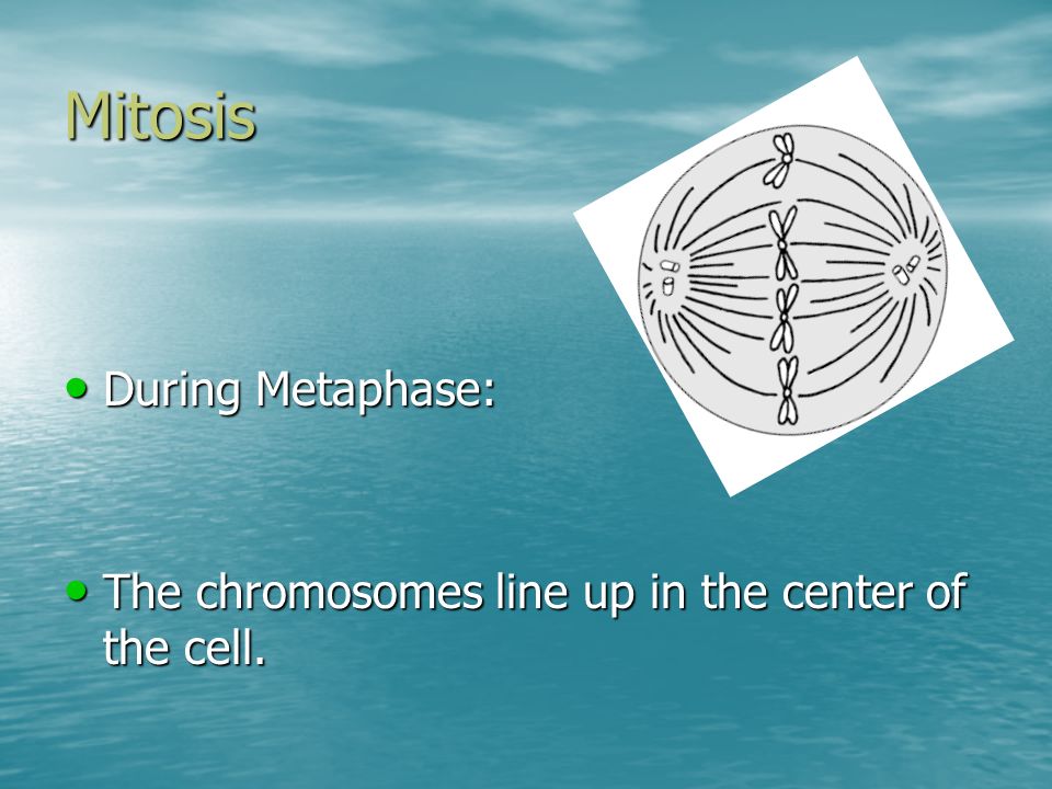 Mitosis During Metaphase: During Metaphase: The chromosomes line up in the center of the cell.