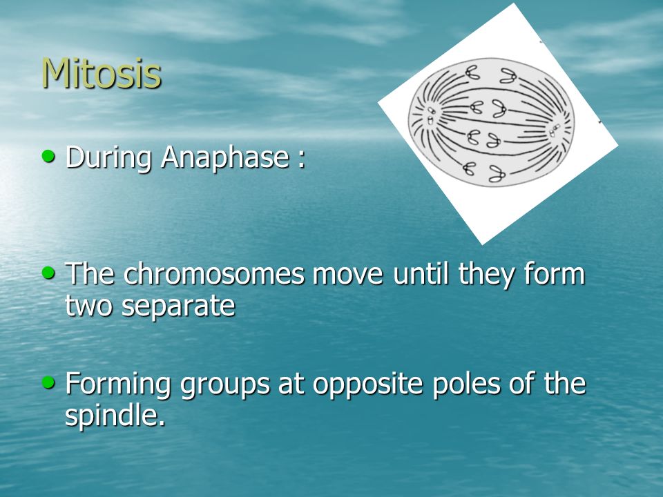 Mitosis During Anaphase : During Anaphase : The chromosomes move until they form two separate The chromosomes move until they form two separate Forming groups at opposite poles of the spindle.
