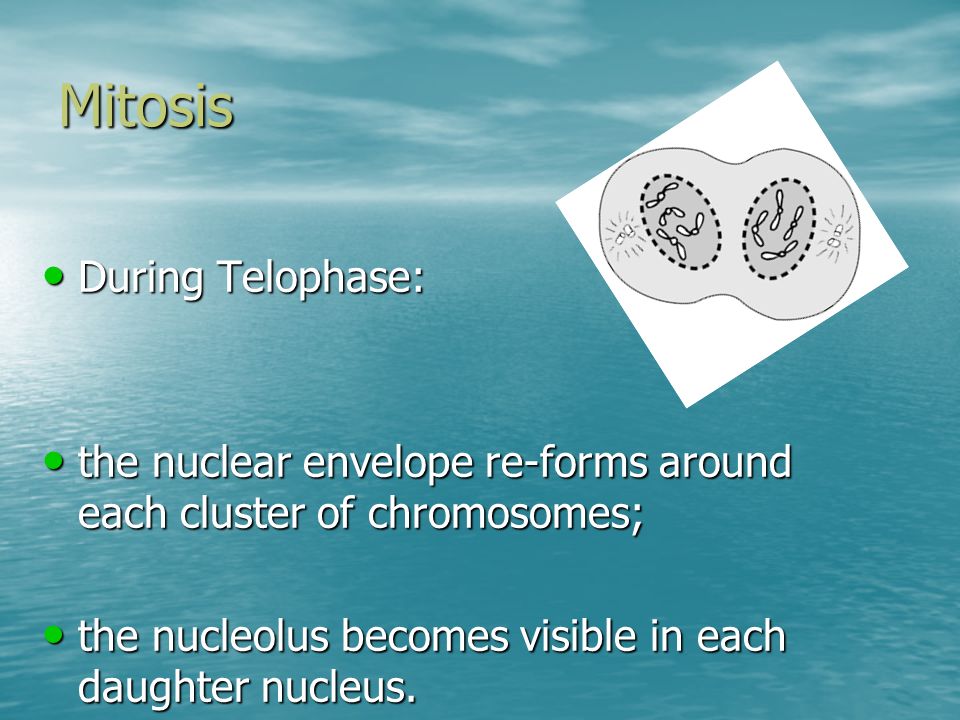 Mitosis During Telophase: During Telophase: the nuclear envelope re-forms around each cluster of chromosomes; the nuclear envelope re-forms around each cluster of chromosomes; the nucleolus becomes visible in each daughter nucleus.