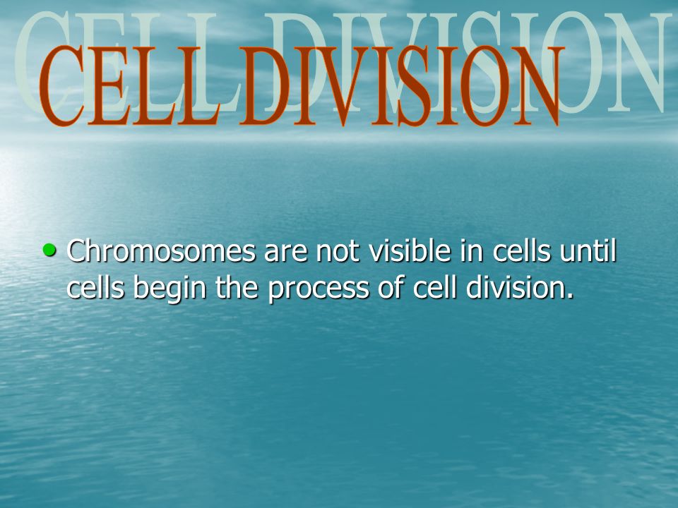 Chromosomes are not visible in cells until cells begin the process of cell division.