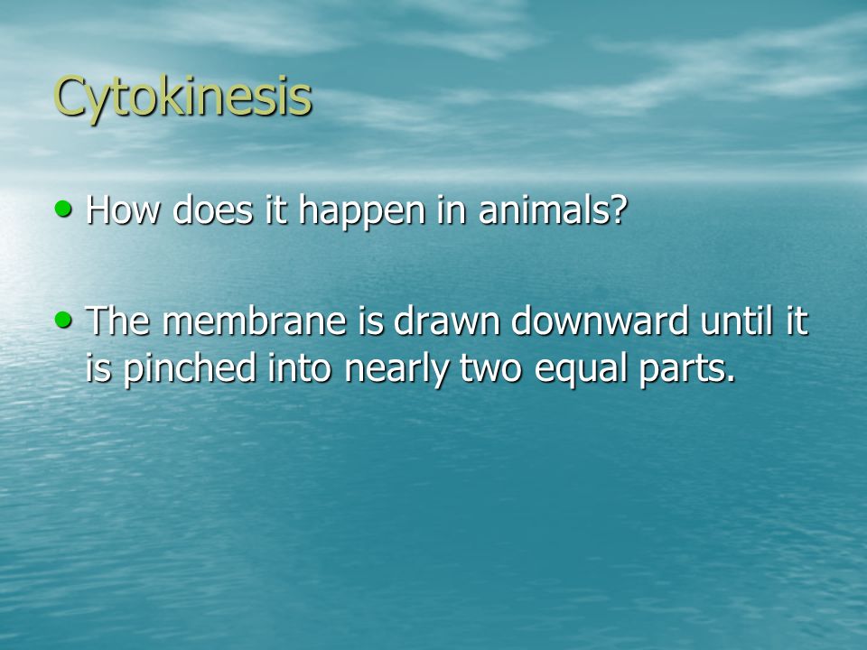 Cytokinesis How does it happen in animals. How does it happen in animals.
