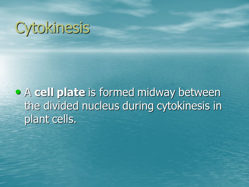 Cytokinesis A cell plate is formed midway between the divided nucleus during cytokinesis in plant cells.