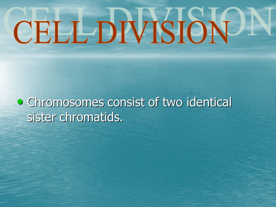 Chromosomes consist of two identical sister chromatids.