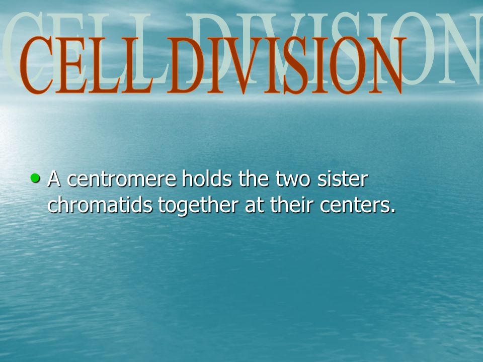 A centromere holds the two sister chromatids together at their centers.