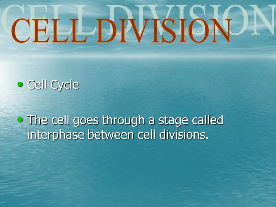Cell Cycle Cell Cycle The cell goes through a stage called interphase between cell divisions.