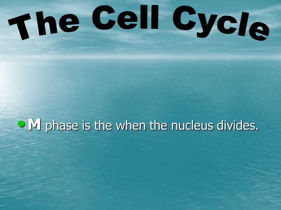 M phase is the when the nucleus divides. M phase is the when the nucleus divides.
