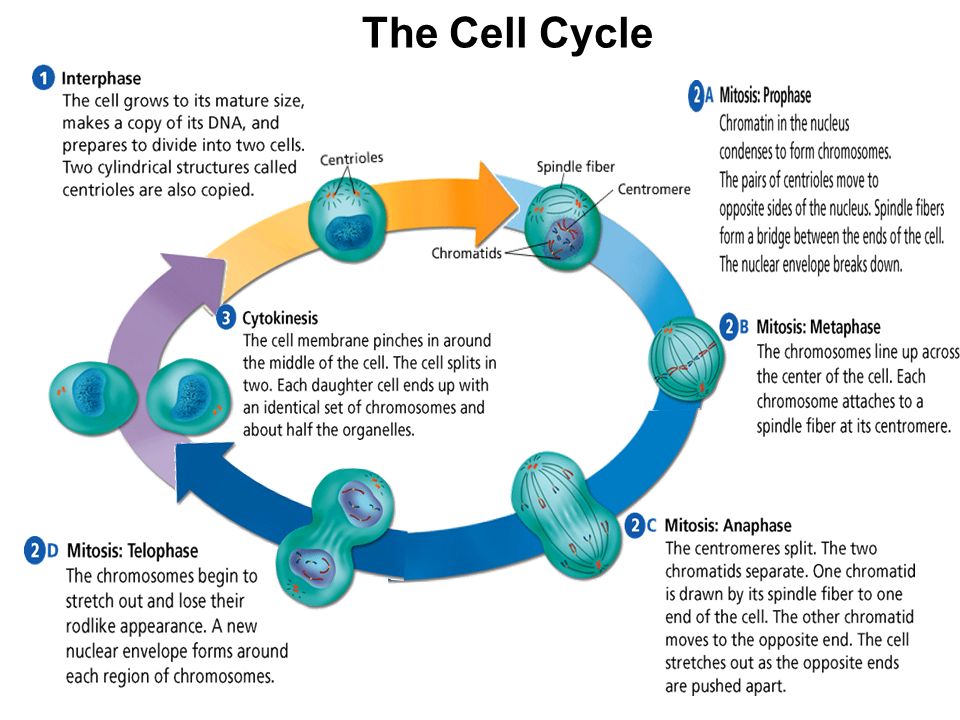 understanding the cell cycle and its functional decisions The cell cycle essay examples understanding the cell cycle and its functional decisions 669 words 1 page an overview of the stages of the cell cycle 512. understanding the cell cycle and its functional decisions The cell cycle essay examples understanding the cell cycle and its functional decisions 669 words 1 page an overview of the stages of the cell cycle 512.