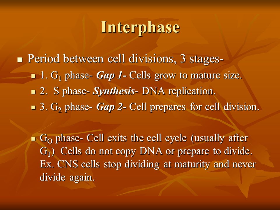 Interphase Period between cell divisions, 3 stages- Period between cell divisions, 3 stages- 1.