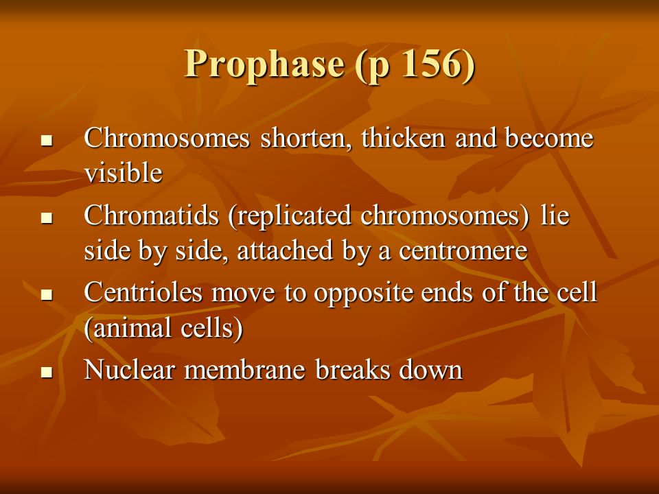 Prophase (p 156) Chromosomes shorten, thicken and become visible Chromosomes shorten, thicken and become visible Chromatids (replicated chromosomes) lie side by side, attached by a centromere Chromatids (replicated chromosomes) lie side by side, attached by a centromere Centrioles move to opposite ends of the cell (animal cells) Centrioles move to opposite ends of the cell (animal cells) Nuclear membrane breaks down Nuclear membrane breaks down