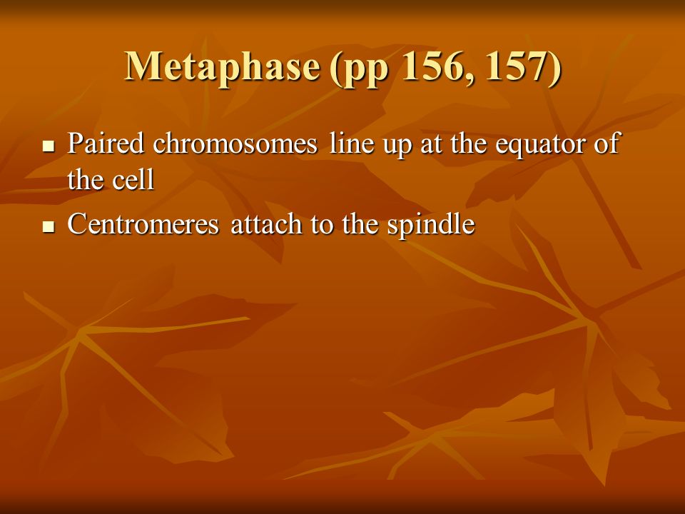 Metaphase (pp 156, 157) Paired chromosomes line up at the equator of the cell Paired chromosomes line up at the equator of the cell Centromeres attach to the spindle Centromeres attach to the spindle