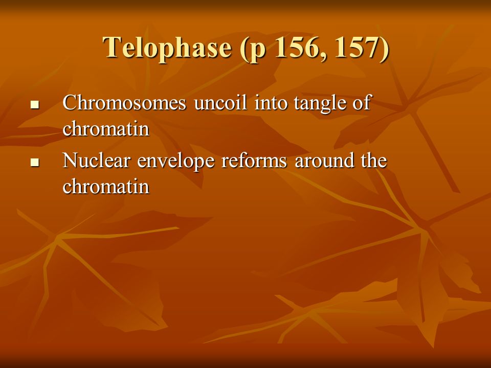 Telophase (p 156, 157) Chromosomes uncoil into tangle of chromatin Chromosomes uncoil into tangle of chromatin Nuclear envelope reforms around the chromatin Nuclear envelope reforms around the chromatin