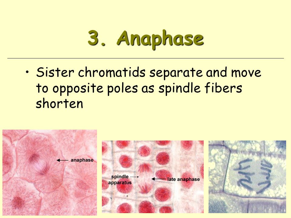 3. Anaphase Sister chromatids separate and move to opposite poles as spindle fibers shorten