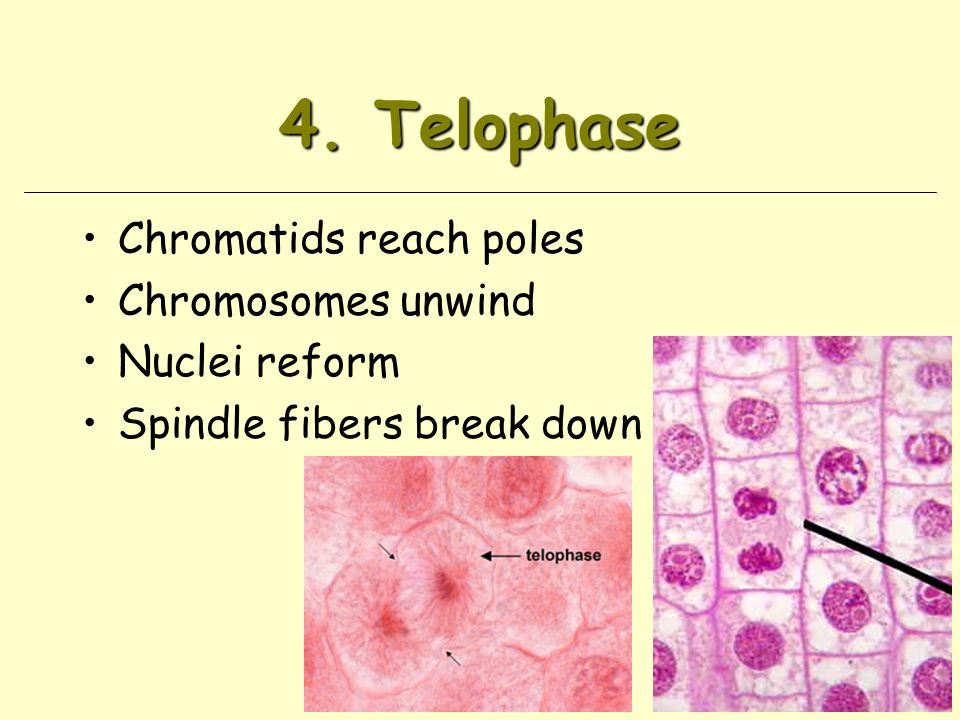 4. Telophase Chromatids reach poles Chromosomes unwind Nuclei reform Spindle fibers break down