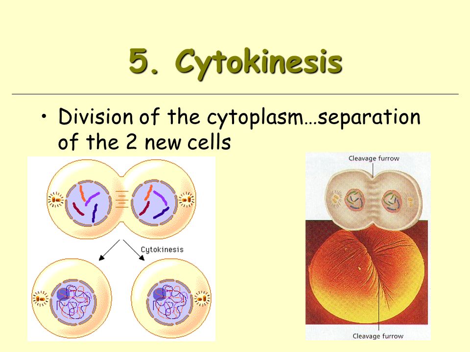 5. Cytokinesis Division of the cytoplasm…separation of the 2 new cells