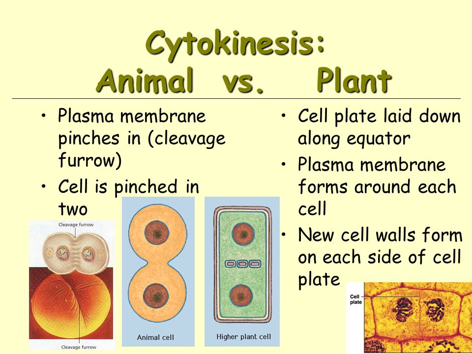 Cytokinesis: Animal vs.