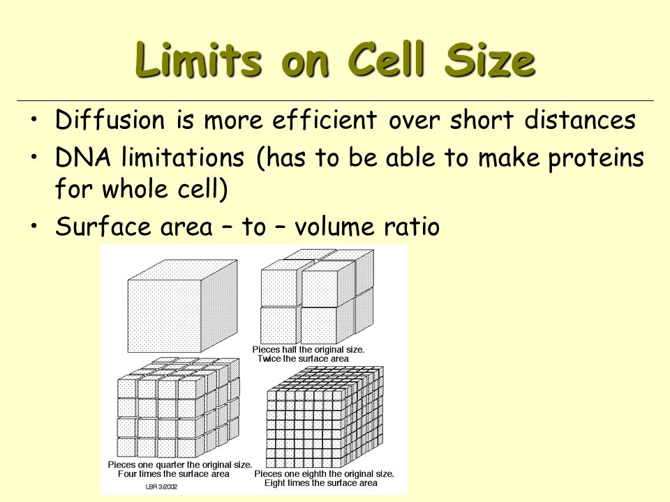 Limits on Cell Size Diffusion is more efficient over short distances DNA limitations (has to be able to make proteins for whole cell) Surface area – to – volume ratio