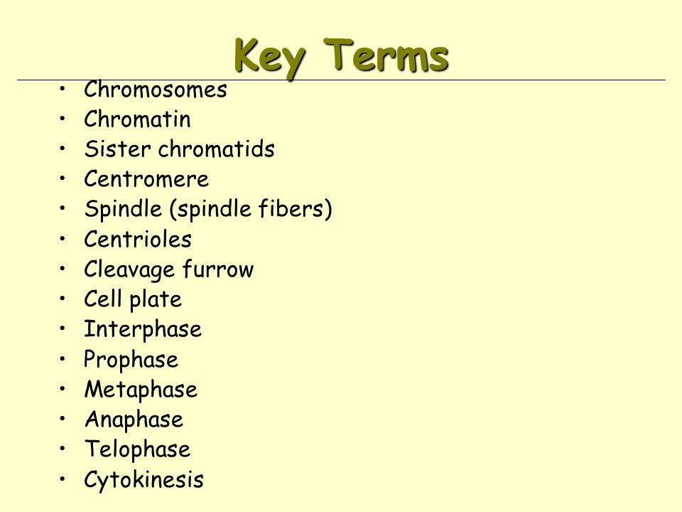 Key Terms Chromosomes Chromatin Sister chromatids Centromere Spindle (spindle fibers) Centrioles Cleavage furrow Cell plate Interphase Prophase Metaphase Anaphase Telophase Cytokinesis