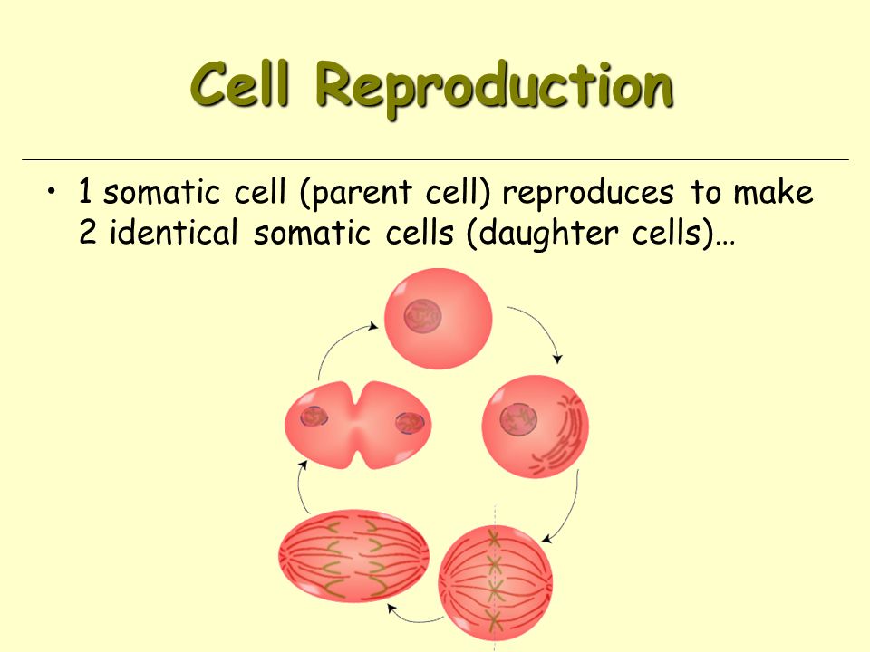 Cell Reproduction 1 somatic cell (parent cell) reproduces to make 2 identical somatic cells (daughter cells)…