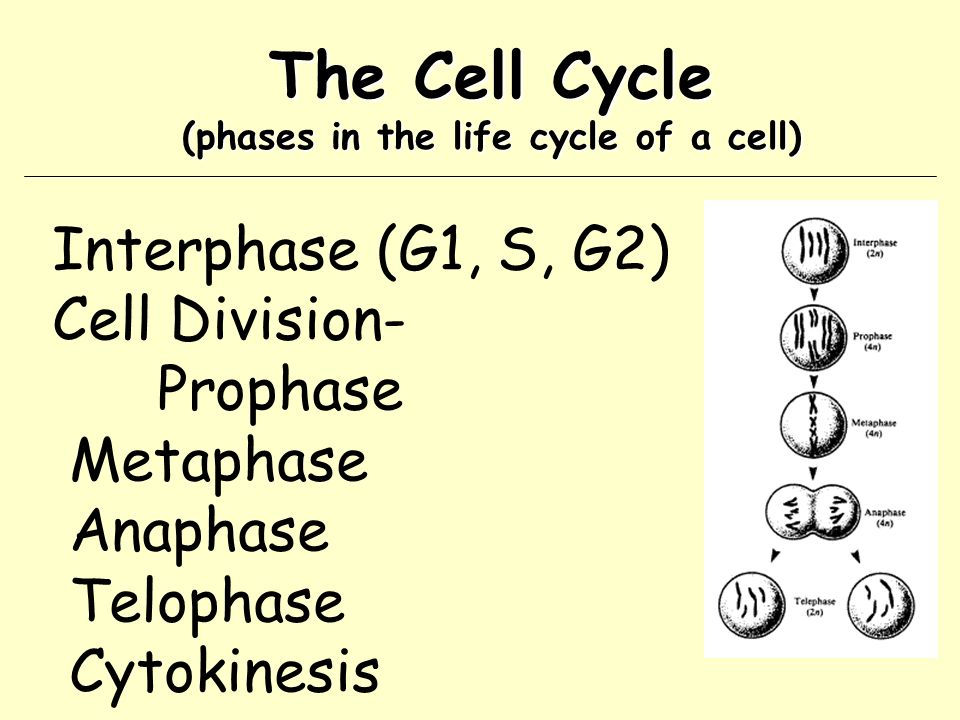 Interphase (G1, S, G2) Cell Division- Prophase Metaphase Anaphase Telophase Cytokinesis The Cell Cycle (phases in the life cycle of a cell)