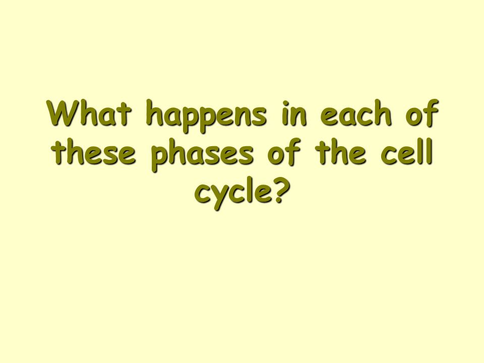 What happens in each of these phases of the cell cycle
