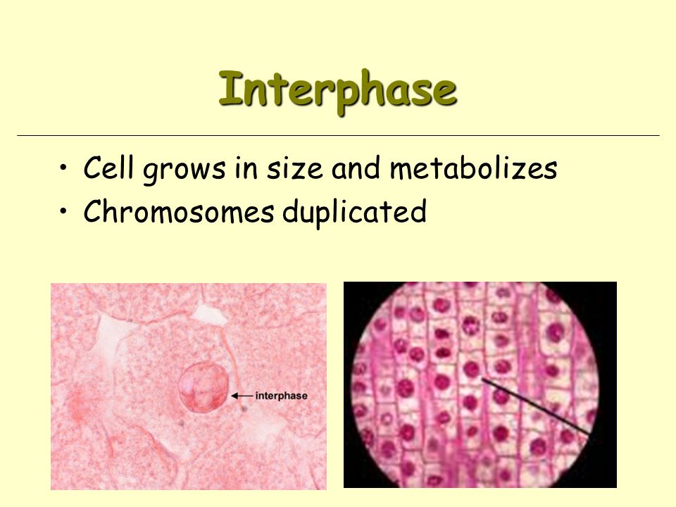 Interphase Cell grows in size and metabolizes Chromosomes duplicated
