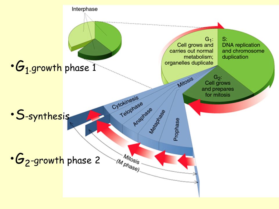 G 1 - growth phase 1 G 2 -growth phase 2 S -synthesis