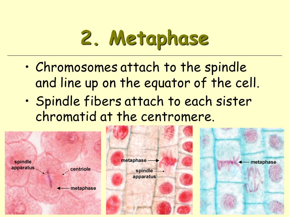 2. Metaphase Chromosomes attach to the spindle and line up on the equator of the cell.
