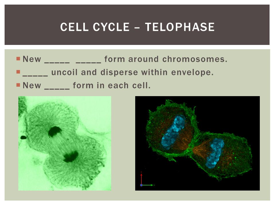 cell division mitosis and meiosis _____ overload information in the nucleus dna is wrapped around to form