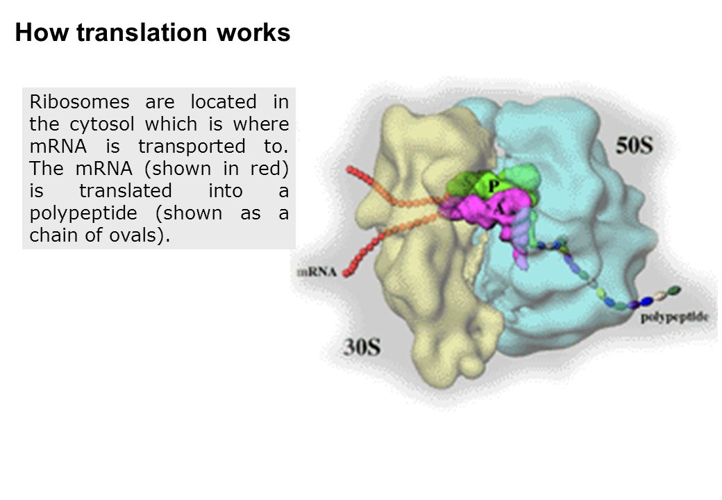 molecular exercise physiology what is molecular exercise physiology how translation works