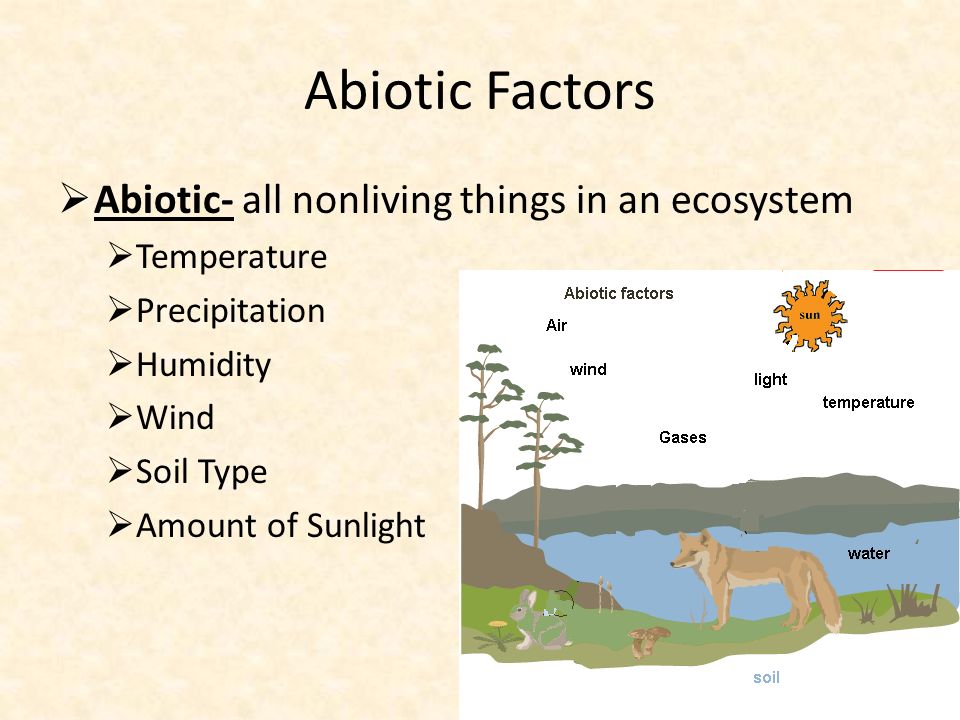 Abiotic Factors  Abiotic- all nonliving things in an ecosystem  Temperature  Precipitation  Humidity  Wind  Soil Type  Amount of Sunlight