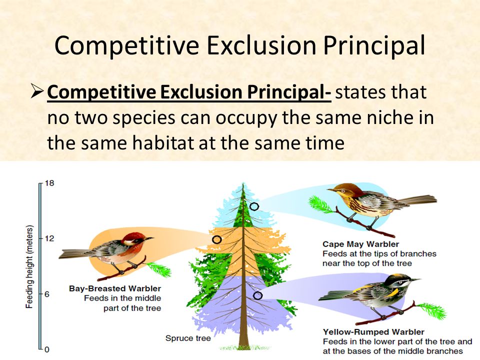 Competitive Exclusion Principal  Competitive Exclusion Principal- states that no two species can occupy the same niche in the same habitat at the same time