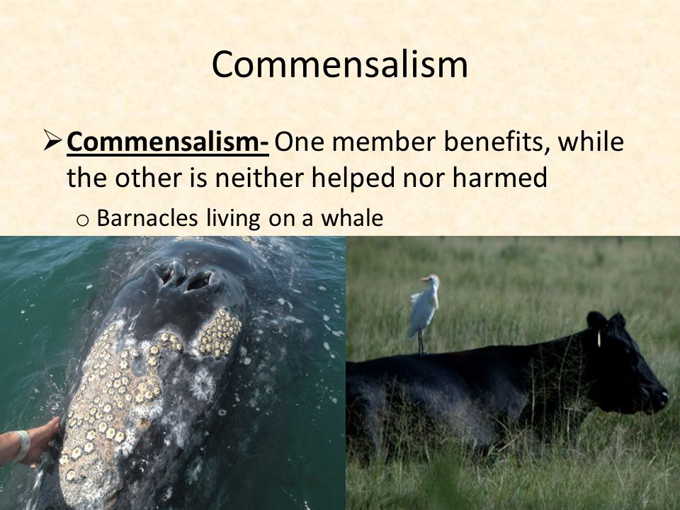 Commensalism  Commensalism- One member benefits, while the other is neither helped nor harmed o Barnacles living on a whale