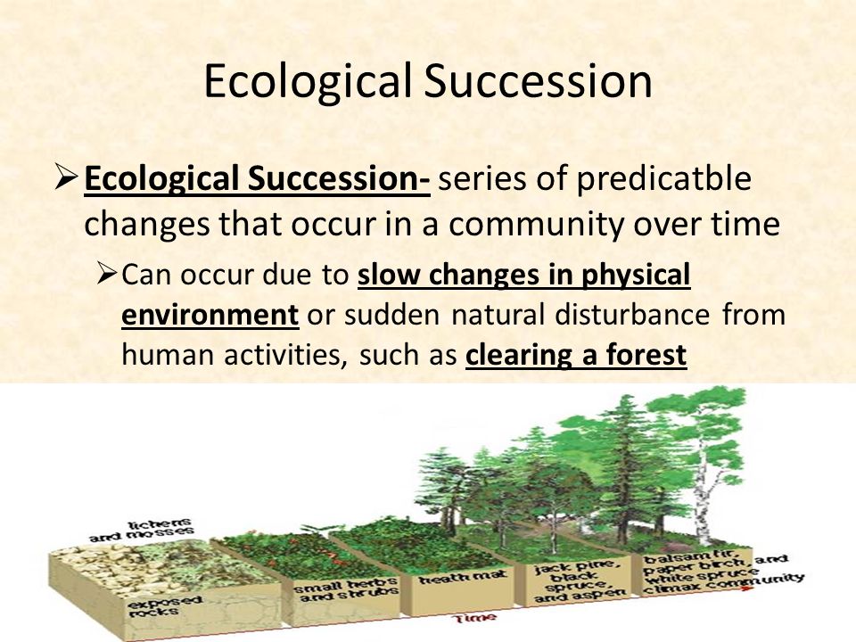 Ecological Succession  Ecological Succession- series of predicatble changes that occur in a community over time  Can occur due to slow changes in physical environment or sudden natural disturbance from human activities, such as clearing a forest