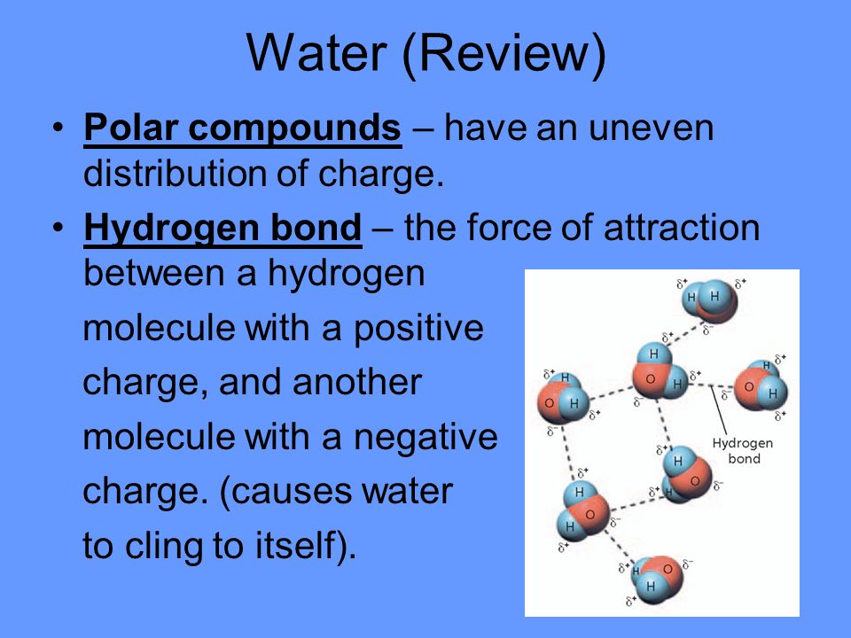Water (Review) Polar compounds – have an uneven distribution of charge.