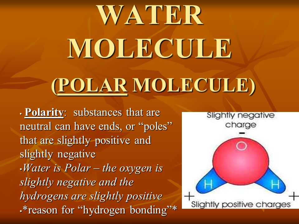 WATER MOLECULE (POLAR MOLECULE) Polarity: substances that are neutral can have ends, or poles that are slightly positive and slightly negative Polarity: substances that are neutral can have ends, or poles that are slightly positive and slightly negative Water is Polar – the oxygen is slightly negative and the hydrogens are slightly positive Water is Polar – the oxygen is slightly negative and the hydrogens are slightly positive *reason for hydrogen bonding * *reason for hydrogen bonding *