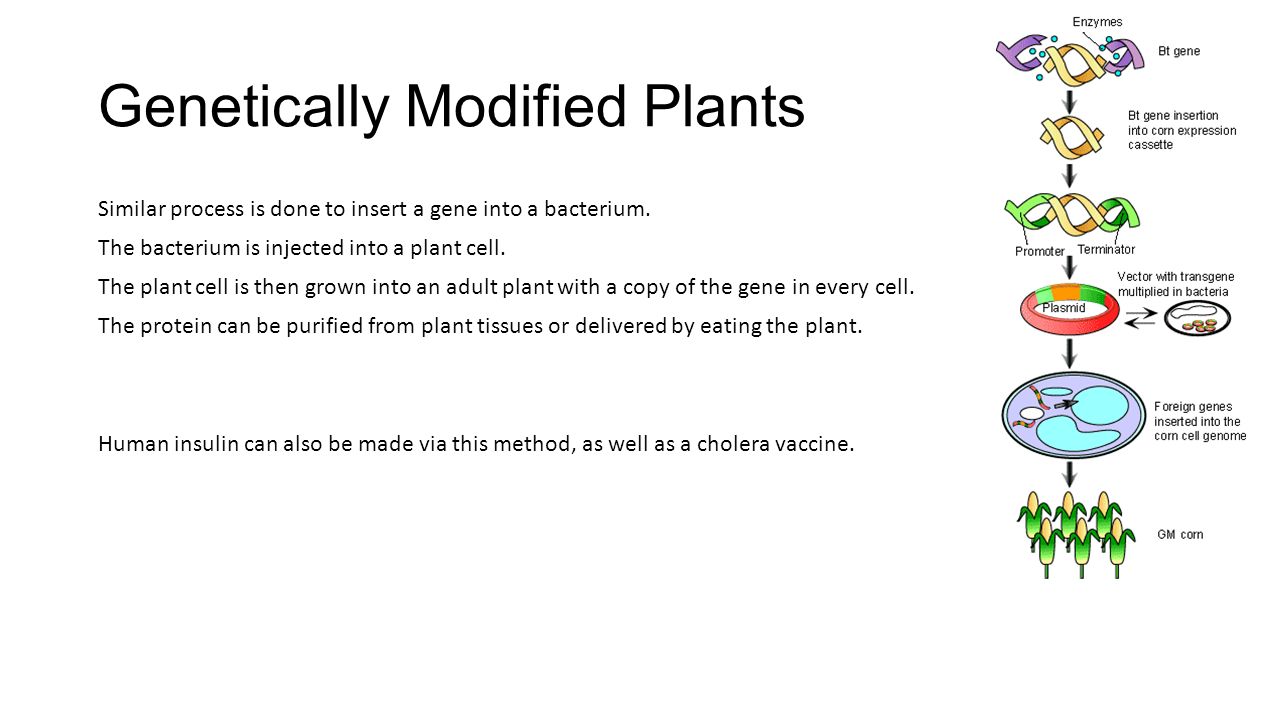 Genetically Modified Plants Similar process is done to insert a gene into a bacterium.