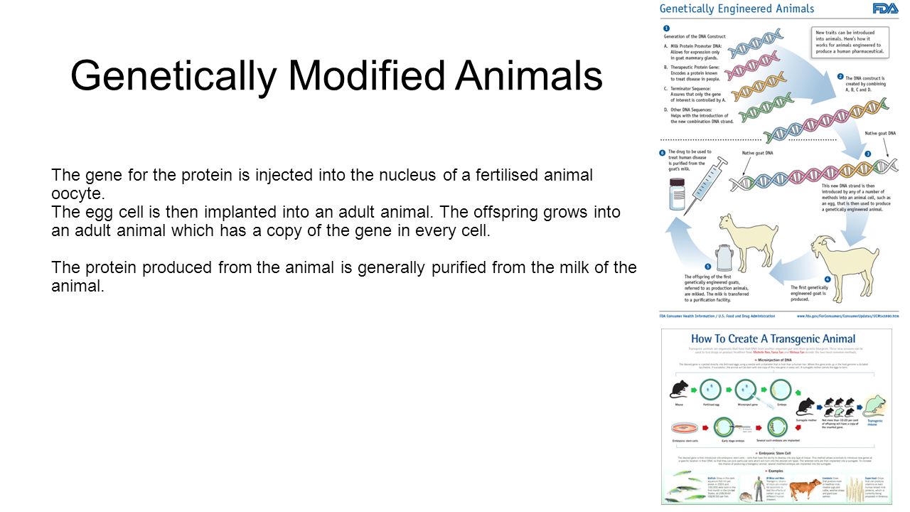 Genetically Modified Animals The gene for the protein is injected into the nucleus of a fertilised animal oocyte.
