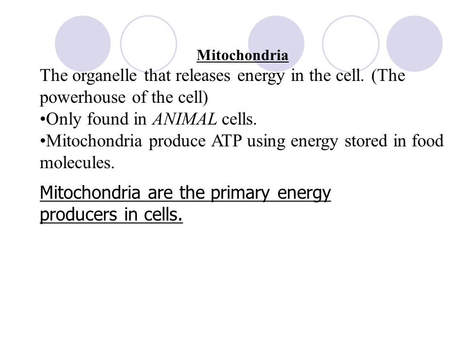 windsor som mitochondria cell biology dr. purna. - ppt video windsor som mitochondria cell biology dr. purna. - ppt video, Presentation templates