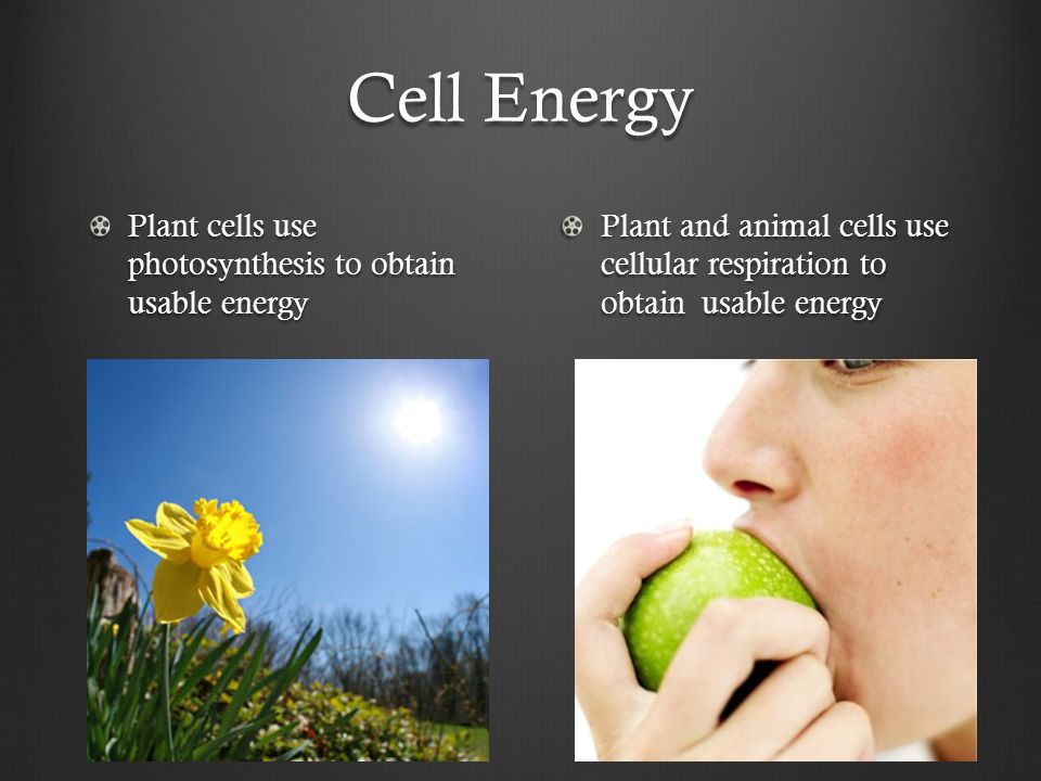Cell Energy Plant cells use photosynthesis to obtain usable energy Plant and animal cells use cellular respiration to obtain usable energy